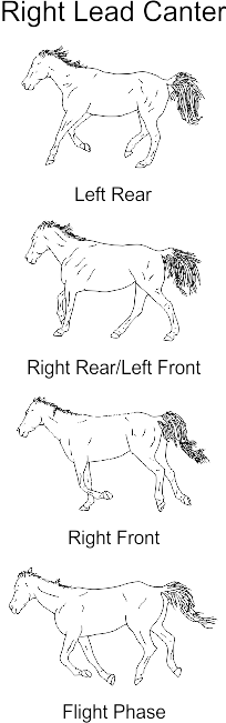 Illustrations of horse cantering