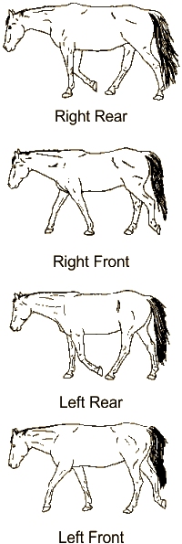 Illustrations of horse walking